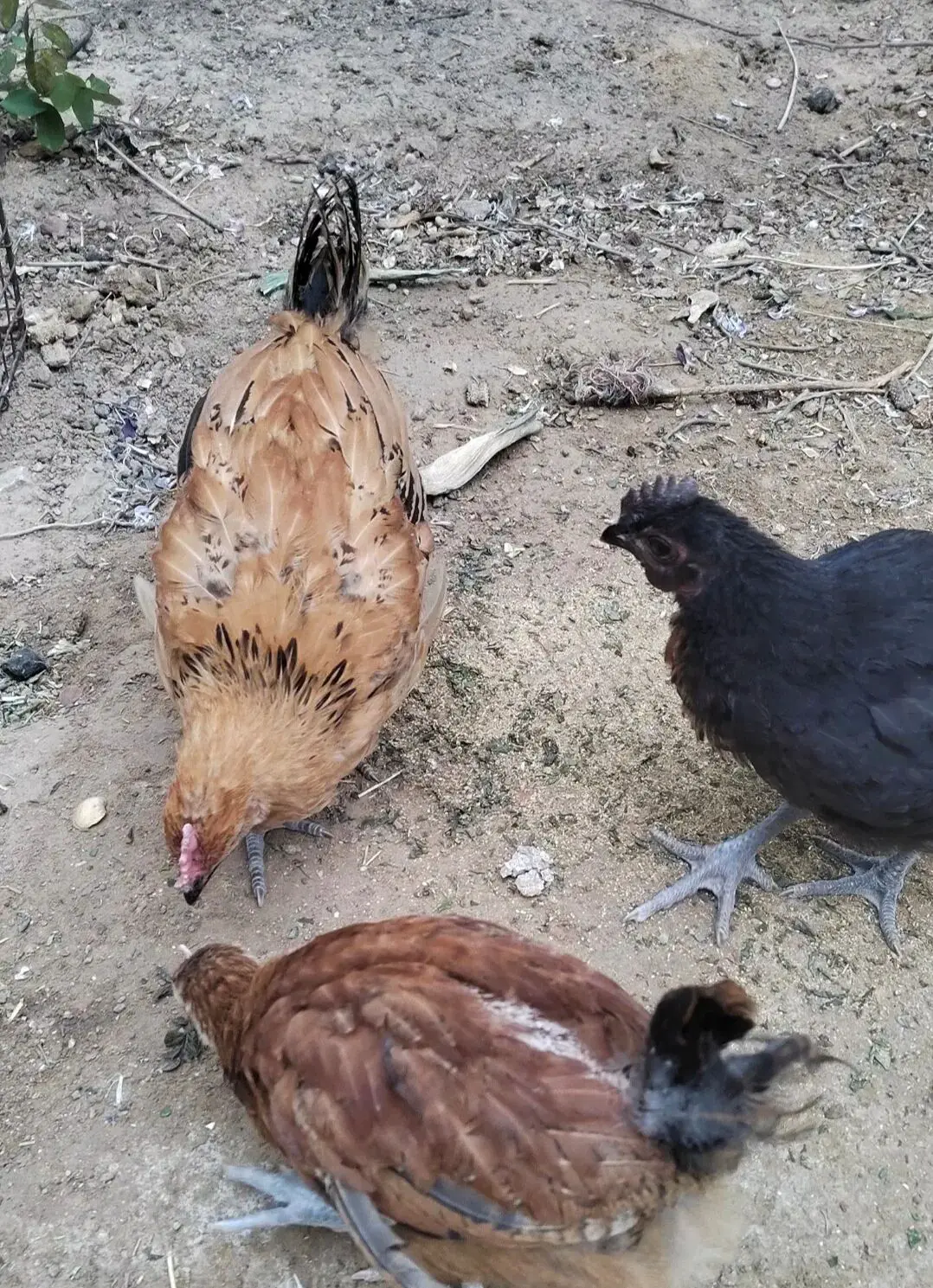 An image to describe post