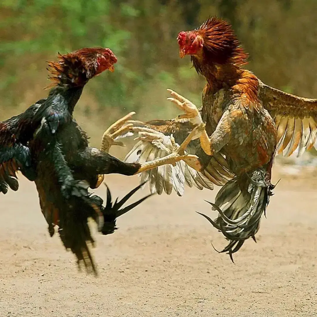 An image to describe post