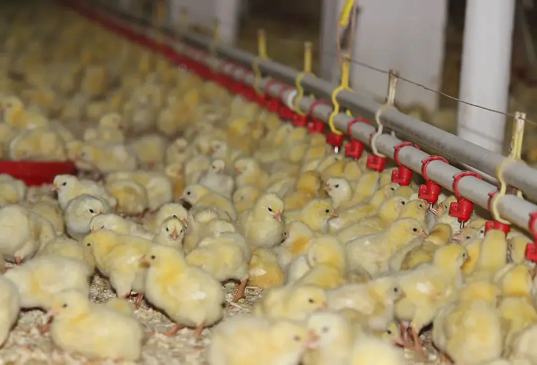 An image to describe post